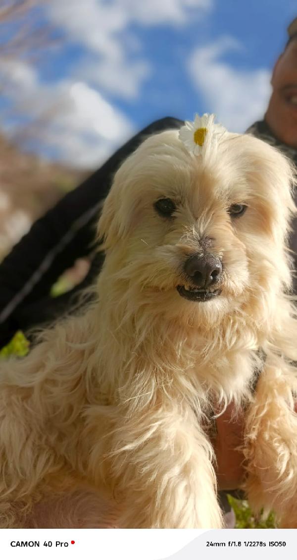 Diego, un adorabile maltese Foto 5